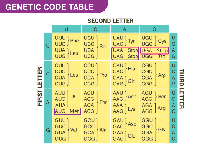 <p>the order of bases on DNA. consists of codons (triplets of bases that code for a particular amino acid)</p>
