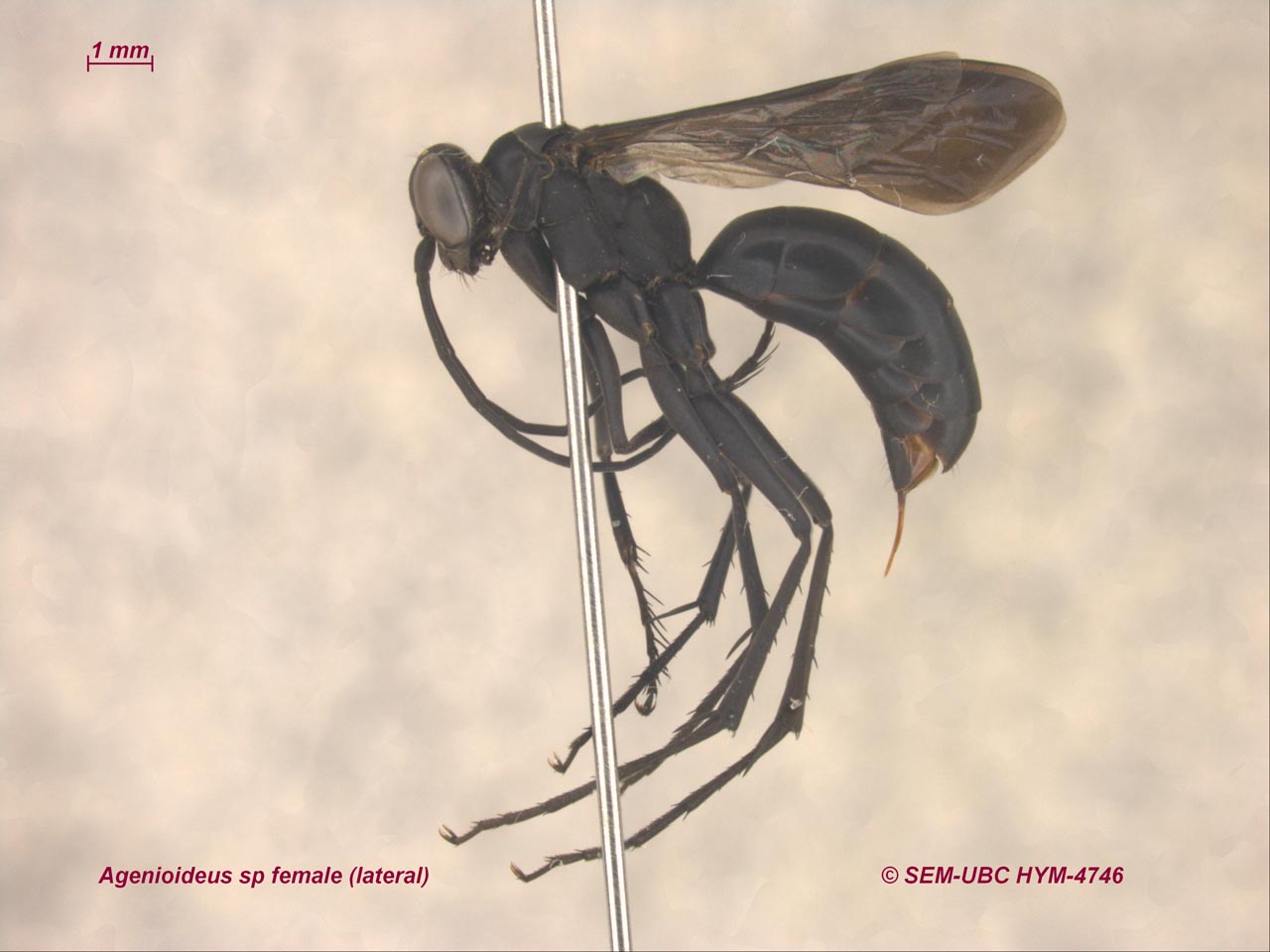 <p>pronotum with posterolateral apex touching tegula<br>female 10 flagellomeres, 11 male<br>small sternite 3</p>