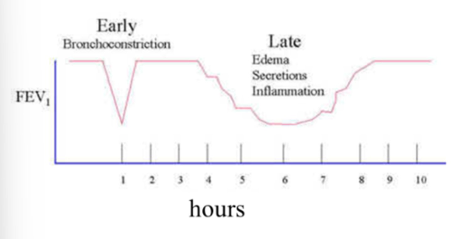 <p>In asthmatic patients there are two phases of airflow reduction:</p><p>1. Early reduction (asthma attack) - likely due to bronchoconstriction. This is a dramatic decrease in airflow- noticeable to individual. This is variable so it can return to normal airflow.</p><p>2. Late reduction - individuals may not recognise the change in lung capacity (less noticeable). This tends to occur over a longer period of time. This tends to be because of inflammation.</p>