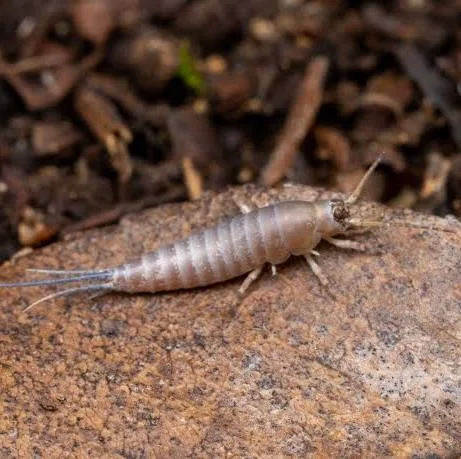 <p>Common name of order: Bristletails. Neither paleopteran or neopteran (no wings). Ametabolous.</p>