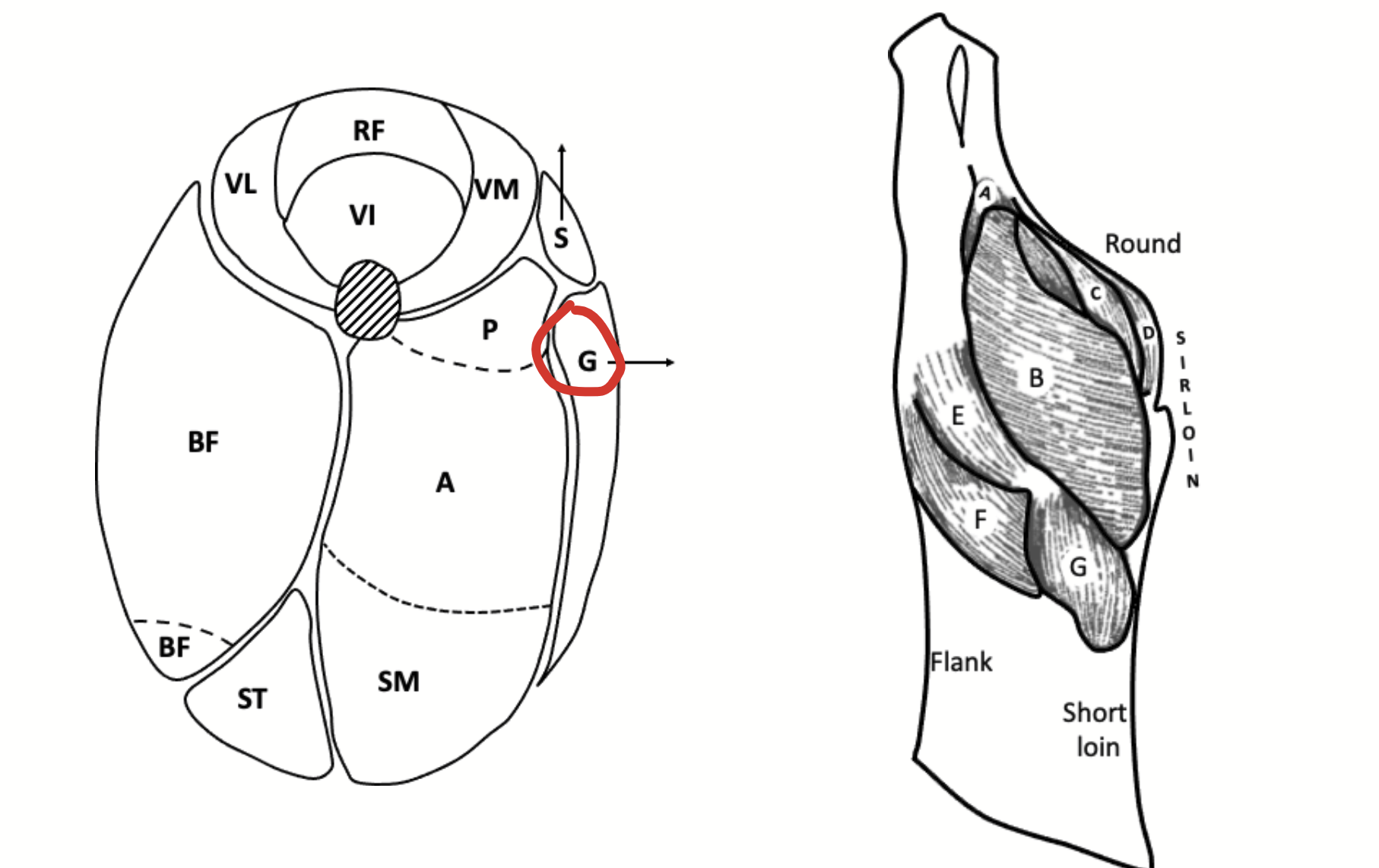 <p>A thin sheet of muscle spread over the medial face of the hindlimb. </p><p>Together (with the small sartorius muscle anterior to this muscle), may be used to orient hindlimb cuts of meat such as a beef round steak or a slice of ham.</p>