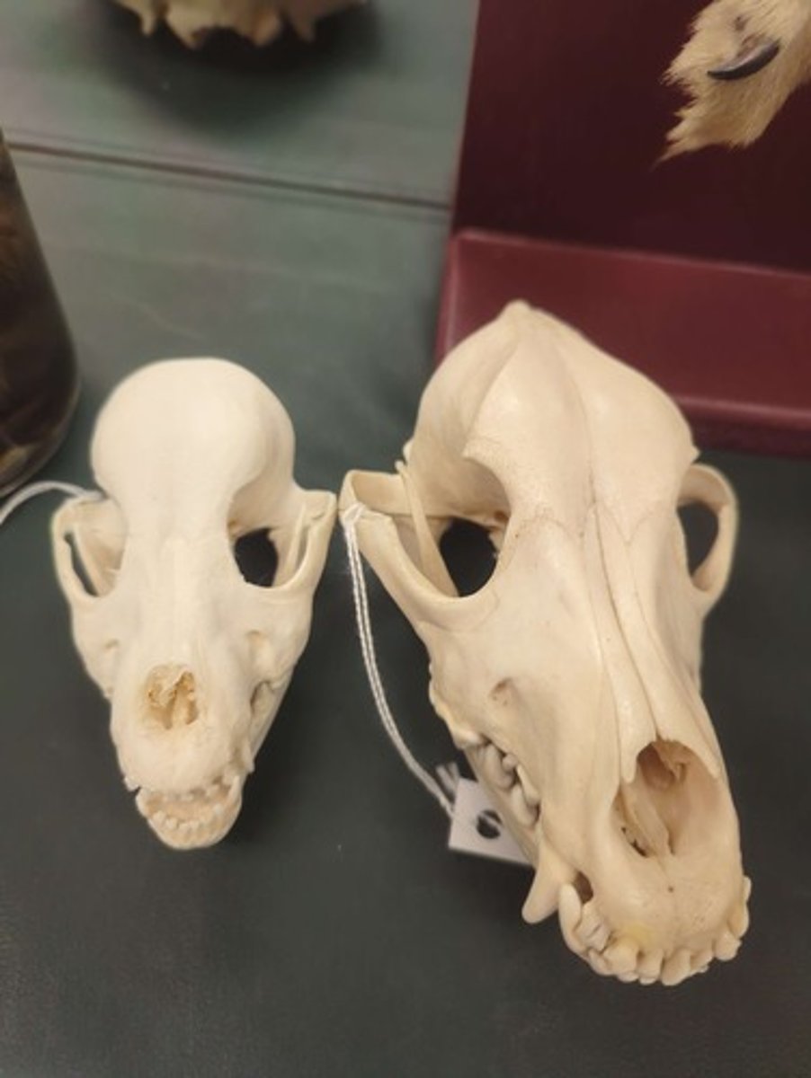 <p>What animal are these? Answer with "Skulls" after animal name. Just use the general name.</p>