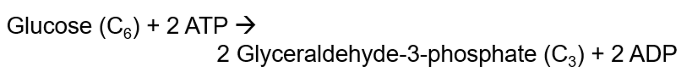 <p>Spends 2 molecules of ATP, ends with 2 molecules of Glyceraldehyde 3-phosphate (G3P) + 2 molecules of ADP; G3P converts to 2 pyruvate</p>