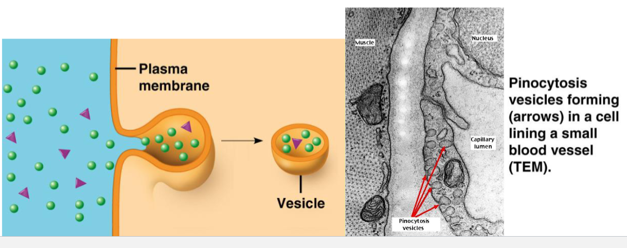 <p>using transport vesicles to move fluids into cell. WITHIN EVERY CELL</p><ol><li><p>epithelial cells taking in plasma (water minerals and biomolecules of blood)</p></li></ol>