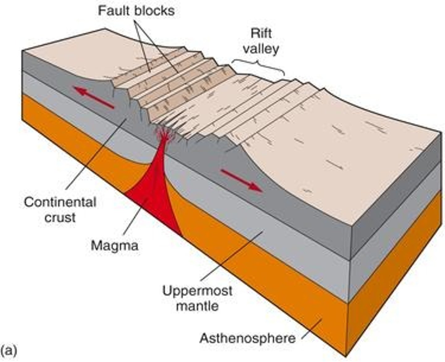 <p>an area of deep cracks that forms between two tectonic plates that are pulling away from each other (divergent)</p>