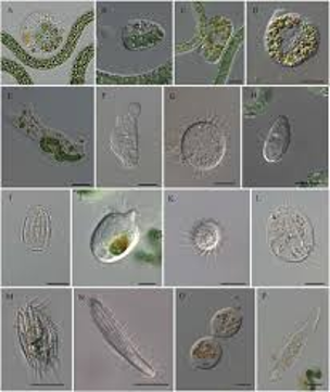 <ul><li><p>Kingdom: Protista</p></li><li><p>All are unicellular protozoans​</p></li><li><p>Categorized by their movement: flagellates, amoebae, apicomplexans and ciliates​</p></li><li><p>Can cause significant pathologies to all animals including humans</p></li></ul><p></p>