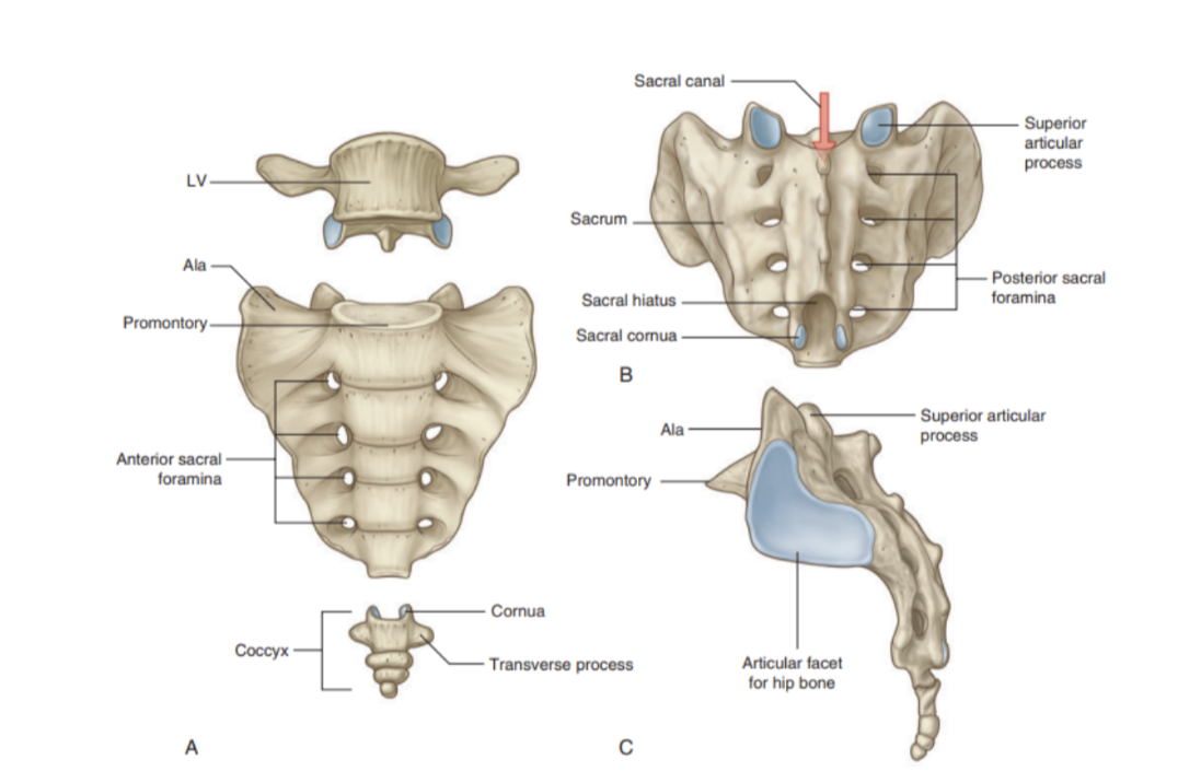 <ul><li><p>Appearance of an inverted triangle formed by the fusion of 5 sacral vertebrae</p></li><li><p>Base of sacrum articulates with L5, apex articulates with coccyx, &amp; each lateral surface bears a large L-shaped facet for articulation with the ilium of the pelvic bone</p><ul><li><p>Posterior to the facet is a large roughened area — attaches ligaments supporting sacroiliac joint</p></li></ul></li><li><p>Superior surface — characterized by superior aspect of body of S1 &amp; flanked on each side by an expanded wing-like transverse process — ala </p></li><li><p>Anterior edge of the vertebral body projects forward as the promontory — anterior surface of sacrum is concave, posterior is convex </p></li><li><p>Because the transverse processes of adjacent sacral vertebrae fuse lateral to the position of the intervertebral foramina &amp; lateral to the bifurcation of spinal nerves into rami, the posterior &amp; anterior rami of spinal nerves S1-S4 leave the sacrum via separate foramina —</p><ul><li><p>4 pairs of anterior sacral foramina, 4 pairs of posterior</p></li></ul></li><li><p>The sacral canal is a continuation of the vertebral canal that terminates as the sacral hiatus</p></li></ul>