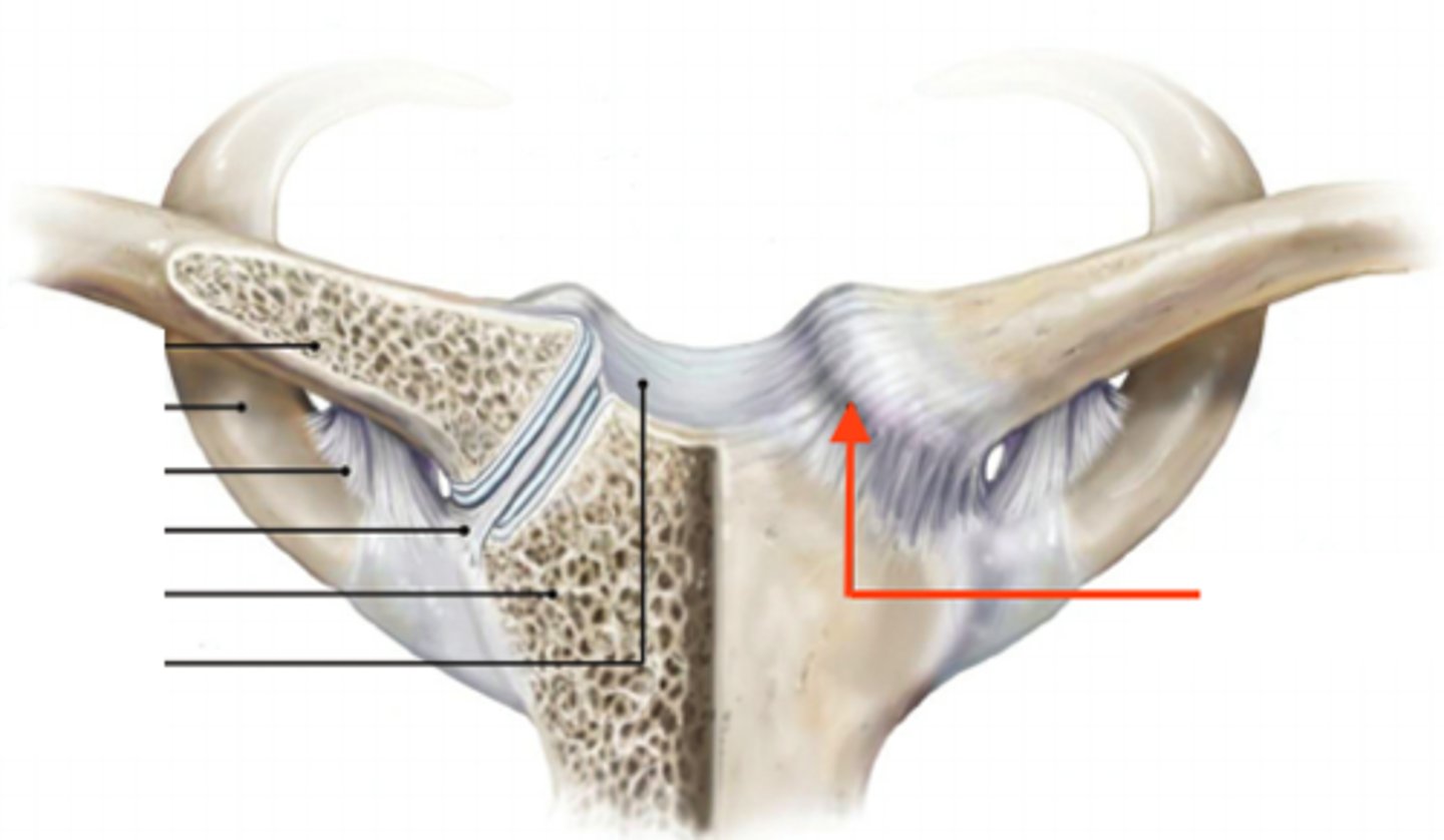 <p>- connects clavicle to manubrium of sternum</p><p>- divided into two ligaments</p><p>- reinforces joint capsule</p>