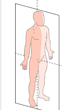 <p>Sagittal plane that divides the body into two equal halves.</p>