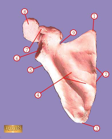 <p><span>Identify bone marking number 7.</span></p>