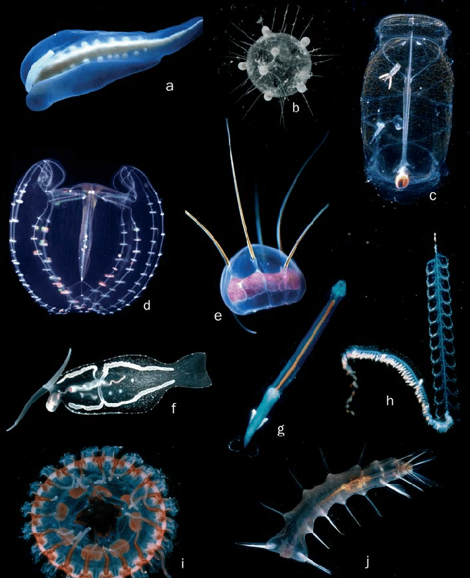 <ul><li><p>Their water content 95% or higher(~2000 species)</p></li><li><p>Most are asexual and sexual, which allows them to respond to pulses in food and show big growth rates.</p></li></ul>
