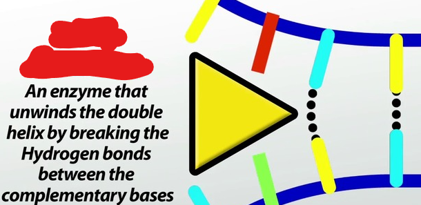 <p>A molecule that breaks hydrogen bonds between nitrogenous bases thus splitting up DNA.</p><p>It does this by moving replication forks, which make up a replication bubble, in opposite directions.</p>