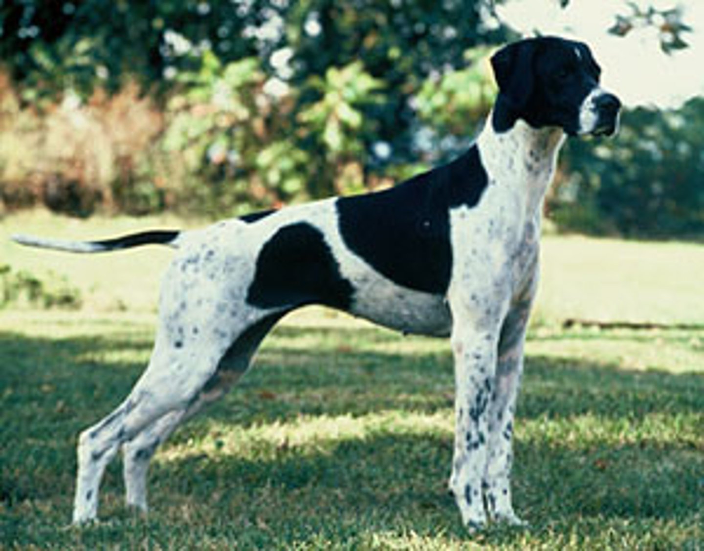 <p>sporting group</p><p>Even tempered, alert, hardworking, and loyal,peerless hunting partner</p>