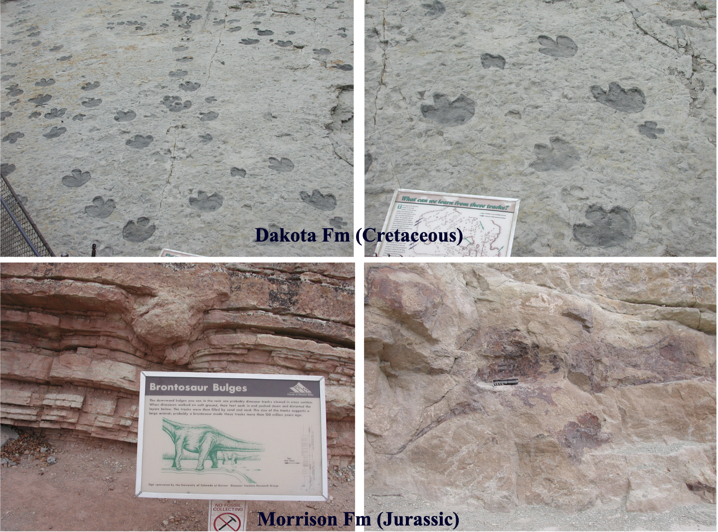 <p>Early Mesozoic: Triassic ∼ 250 Ma</p>