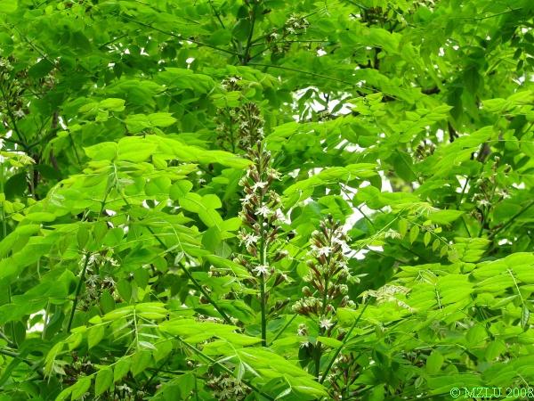 <p><span><em>Gymnocladus dioica</em></span></p>