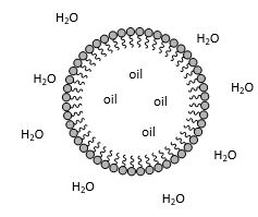 <p>they will form micelles in water, the hydrophilic head unit is found on the outside and the hydrophobic tails on the inside</p><p>when the protein folds into a three dimensional shape, its common to have a hydrophobic core composed with hydrophobic elements</p>