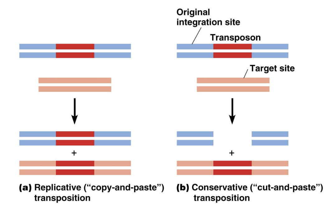 <ul><li><p>A mechanism transposons use to move locations in the genome</p></li><li><p>A specific DNA region gets cut and pasted somewhere else</p></li><li><p>DNA region gets pasted by a ligase and cut by enzymes</p></li></ul><p></p>