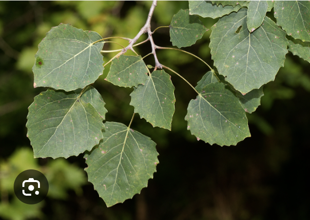 <p>Bigtooth aspen </p>