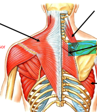 <p>Retracts the scapula (at scapular-thoracic joint). Attached at Spinous process C7-T5 → medial border of scapula (inferior to spine). Dorsal scapular nerve (hypaxial)</p>