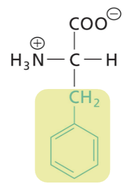 <p>Aromatic R (weakly absorbs UV light), highly hydrophobic (interactions)</p>