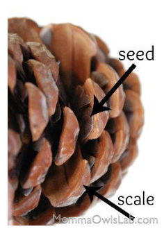 <ul><li><p>The FIRST seeds </p></li><li><p>arose 350 mill yrs ago</p></li><li><p>seeds and pollen produced in cones or cone-like structures </p><ul><li><p>cone = modified branch with leaves </p><ul><li><p>center of cone = branch</p></li><li><p>hard scales of cones = leaves </p></li></ul></li></ul></li><li><p>significant bc evolution rarely invents something completely new </p></li></ul><p></p>