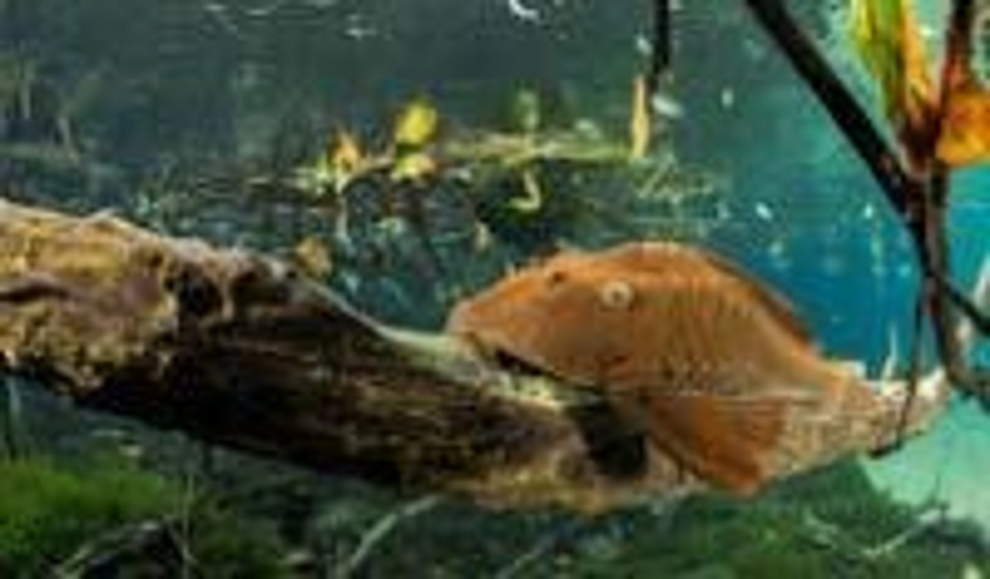 <p>Competition with native species, transmission of diseases, and hybridization.</p>