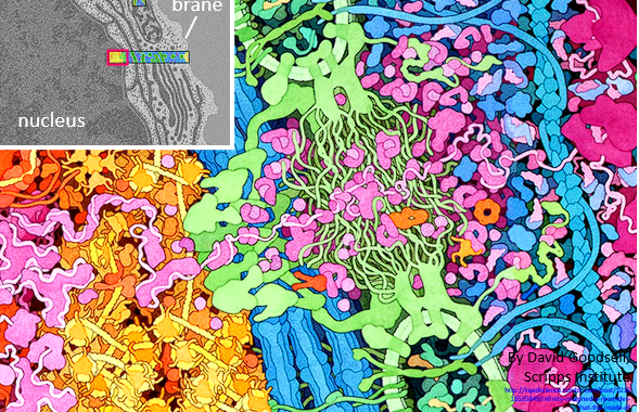 <p>Center = nucleaus (top circle)</p><p>String like pink tubes = messenger RNA </p><p>Orange networks = Chromosomes (dna + protien)</p><p>Large pink structures = protien syntesis (everystep combing to create a protien)</p><p>long braid like tube = cytoskeloten </p>