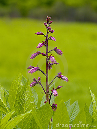 <p>What type of inflorescence is this?</p>