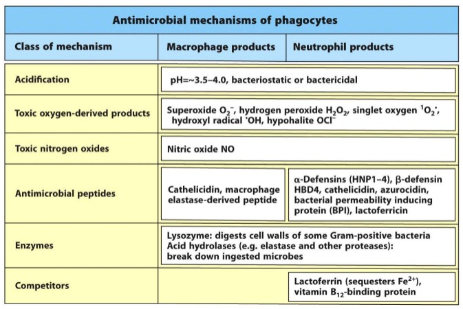 <p>Acidification • Enzymes • Anti-microbial peptides • Metabolic competitors • Reactive Oxygen and Nitrogen Species (ROS, RNS)</p>