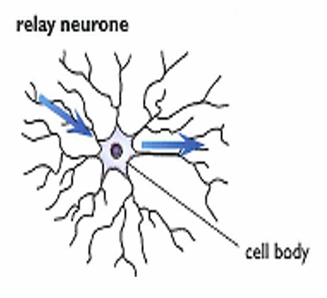 <ul><li><p>Carries electrical impulses from sensory neuron to motor neuron in C.N.S</p></li><li><p>No Myelin Sheath</p></li></ul><p></p>