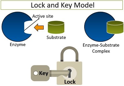<p><span style="background-color: transparent;">What is the lock and key model?</span></p>
