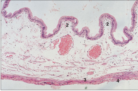 <p>Identify the structure:</p><p>Specie:</p><p>Parts:</p><p>1.__ 2.__ 3.__ 4.__ </p><p>Stain used:</p>