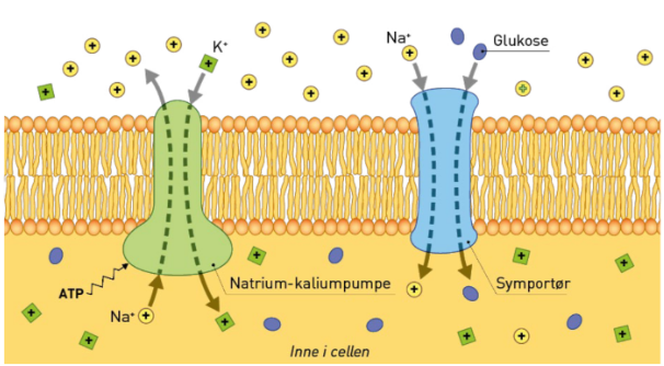 <p>Bærerproteinene trenger ikke ATP for koblet transport, men ionene er avhengig av riktig kons.grad. Ionepumpene setter opp dette, og det krever ATP. Passer på at kons.grad for ionene er riktig.</p>