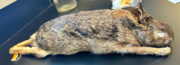 <p>Leporidae</p><p><em>Sylvilagus</em></p>