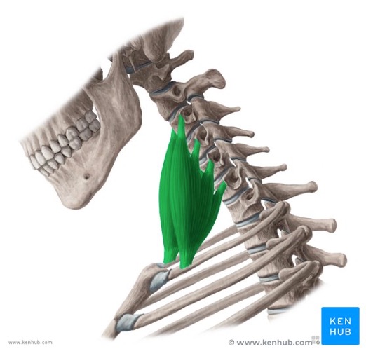 <p>schuine halsspieren<br><span><span>ligt onder de M. Sternocleidomastoïdeus</span></span></p><p><span><span>functie: elevatie van costae 1 en 2 ifv de inademing + anteflexie  + homolaterale flexie</span></span></p>