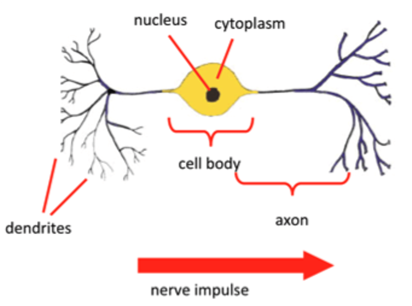 <p>-connect sensory and motor neurons<br>-connect to other relay neurons<br>-short dendrites and short axons</p>