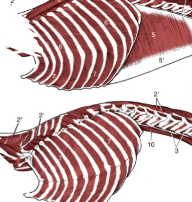 <p>muscles between each rib</p><p>External: superficial and runs caudoventrally</p><p>Internal: deep and runs cranialventrally</p><p>Engaged during inspiration and expiration</p>