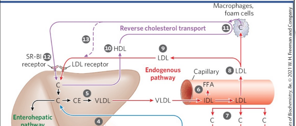 <ul><li><p><span style="background-color: transparent;">HDL acts as the main carrier in this pathway, collecting excess cholesterol from cholesterol-rich extrahepatic tissues and transporting it back to the liver.</span></p></li><li><p><span style="background-color: transparent;">In the liver, cholesterol can be:</span></p><ul><li><p><span style="background-color: transparent;">Converted to bile salts and stored in the gallbladder, or</span></p></li><li><p><span style="background-color: transparent;">Excreted into bile for elimination.</span></p></li></ul></li><li><p><span style="background-color: transparent;">Macrophages in arterial walls can engulf LDL particles; the cholesterol esters are hydrolyzed to free cholesterol. If excess cholesterol accumulates, it can crystallize. When macrophages rupture, this contributes to plaque formation (atherogenesis).</span></p></li><li><p><span style="background-color: transparent;">The SR-BI (scavenger receptor class B type I) receptor on hepatocytes binds HDL and mediates selective uptake of cholesterol, allowing HDL to unload its cargo without being fully degraded.</span></p></li></ul><p></p>