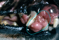 <p>Squamous cell carcinoma </p>