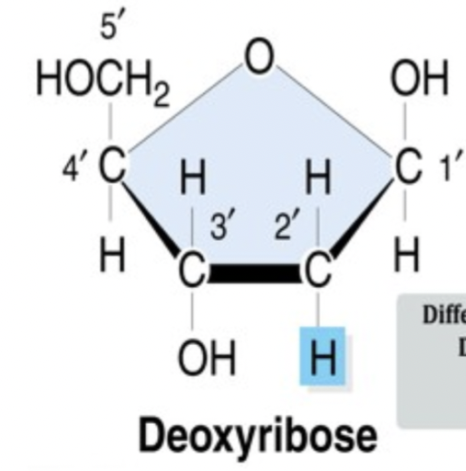 <p>deoxyribose</p>