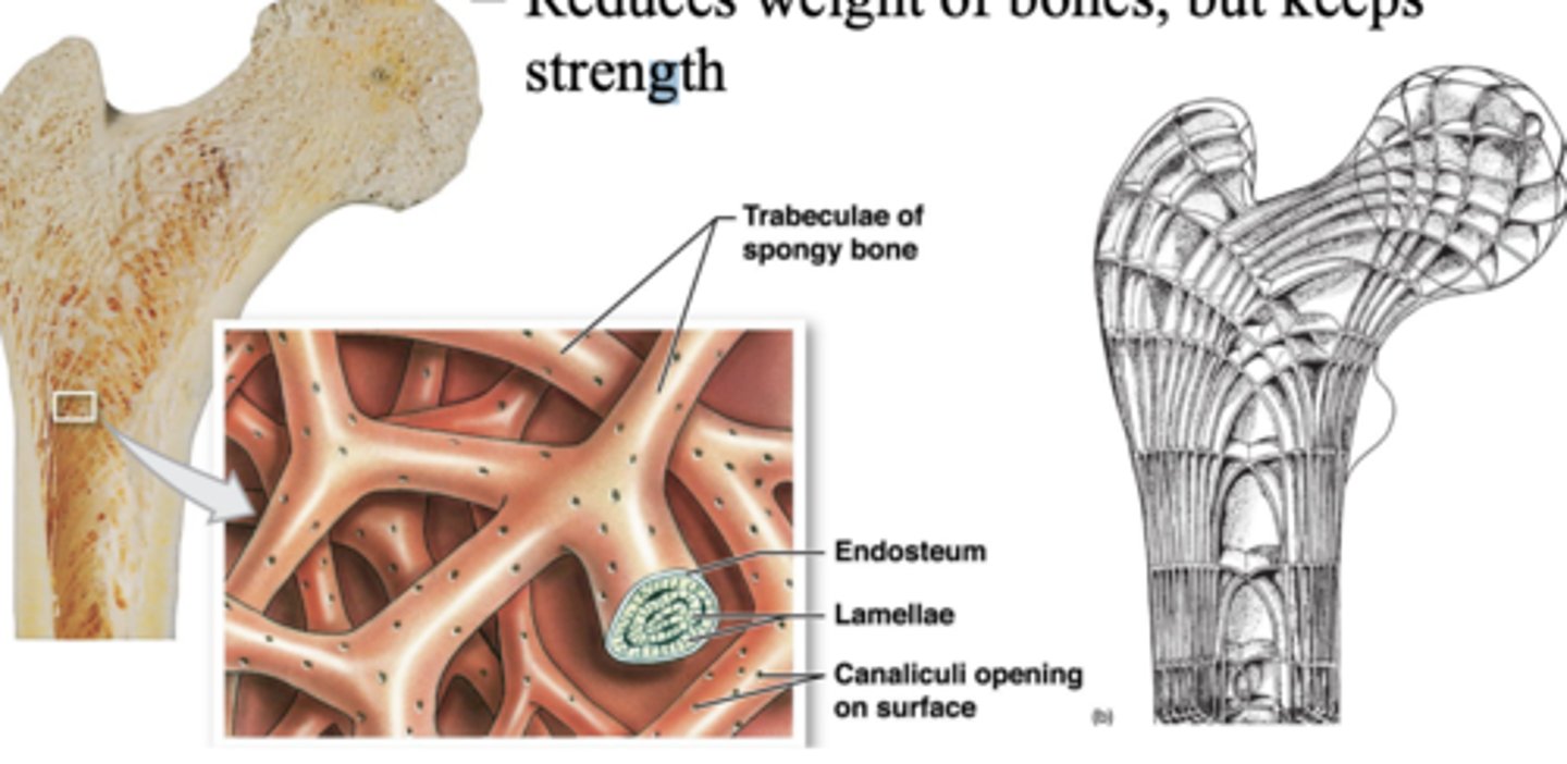 <p>- Arranged in parallel struts</p><p>- Trabeculae: branching plates</p><p>- Trabeculae form an open network</p><p>- Large trabeculae can have osteons</p><p>- Reduces weight of bones, but keeps strength</p>
