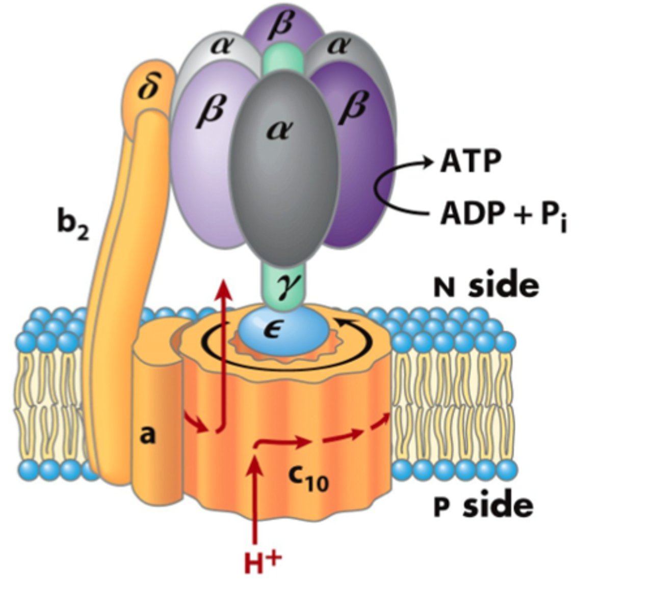 <p>specific examples of a protein polymer, do work in cell, help with chemical reactions</p>