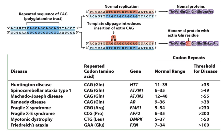 <p>Indels: small insertions or deletions. Linked with regions where there are repeats; ___________diseases = normal range for them and for those with disease, the number of indels is much higher</p><p>Regions of repeats = _________—&gt; become unstable and pretty common way that people identify and analyze blood</p>