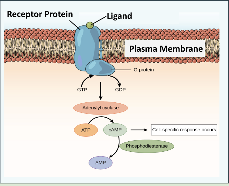 <p>are integral proteins embedded within the plasma membrane of cells.</p><ul><li><p>The signalling chemicals, ligands, are unable to pass through plasma membranes, and they<strong> bind to a specific binding site on the receptor protein <em>outside the cell.</em></strong></p></li><li><p><span style="background-color: transparent;"><span>The section of the transmembrane protein within the </span><strong><span>fatty acid tail</span></strong><span>s is </span><strong><span>hydrophobic.</span></strong></span></p></li><li><p>The sections of the transmembrane protein at the inner and outer surfaces of the plasma membrane are hydrophilic</p></li><li><p>Ligands and their binding sites on transmembrane proteins are able to interact because <strong>they are both hydrophilic.</strong></p><p></p></li></ul><p></p>