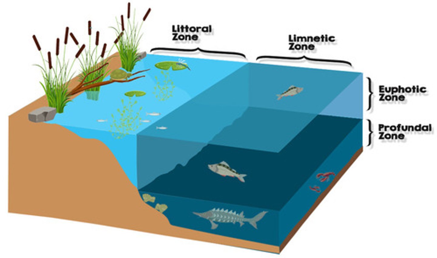 <ul><li><p>Littoral: shore</p></li><li><p>Limnetic: open water</p></li><li><p>Profundal: deep</p></li><li><p>Benthic: bottom</p></li></ul><p></p>