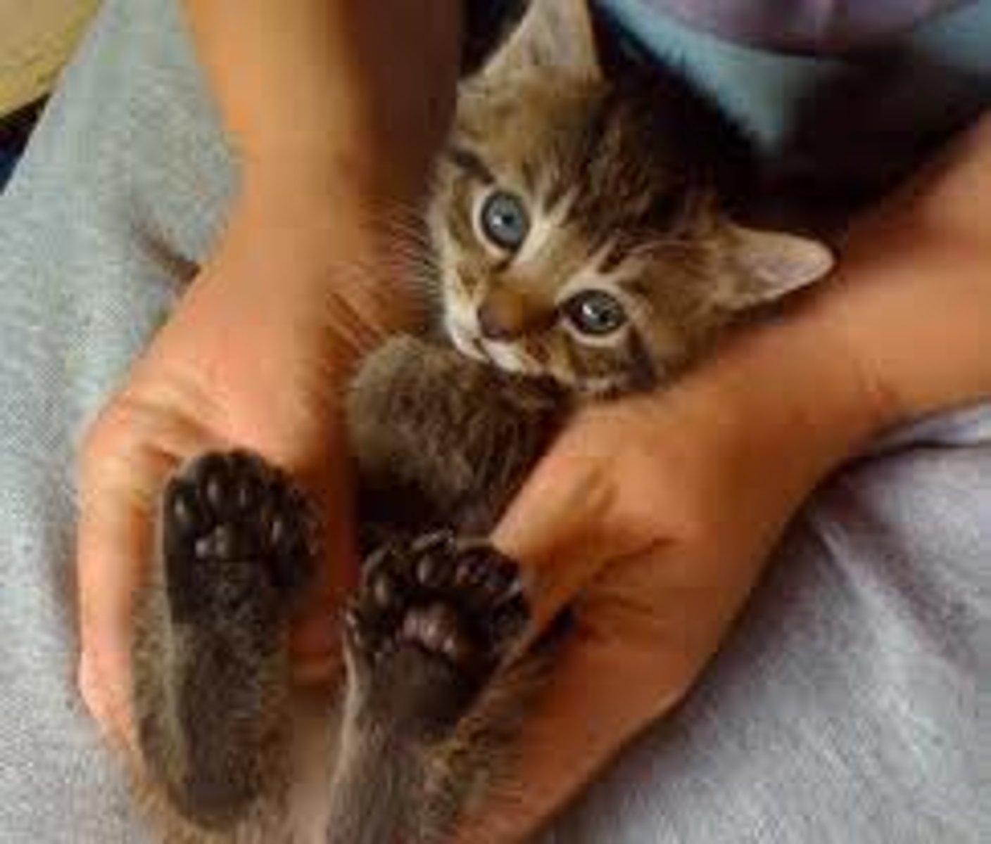 <p>the cat</p>