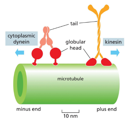 <p>motor proteins move along microtubules and carry cargoes</p><p>kinesins move towards plus end (outward); dyneins move towards minus end (inward)</p>
