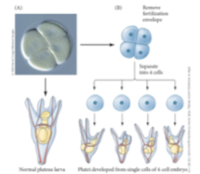 <p>conditional specification:</p><p>Driesch's:</p><ul><li><p>Separate the four cell from each other and they develop on its own</p></li><li><p>They still fully develop except smaller</p></li></ul><p><strong>what can we conclude from this?</strong></p>