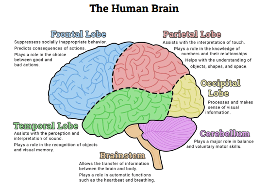 top of brain, discriminates between textures and shapes
