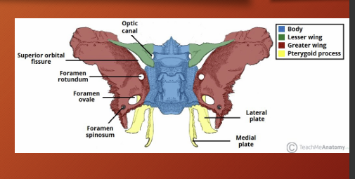 <p>pterygoid plates</p>